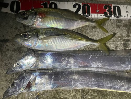 タチウオの釣果