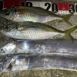 タチウオ