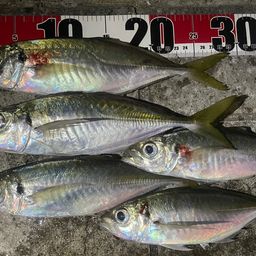 アジ