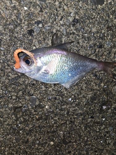 駿河湾