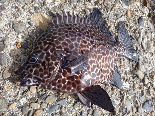 イシガキダイの釣果