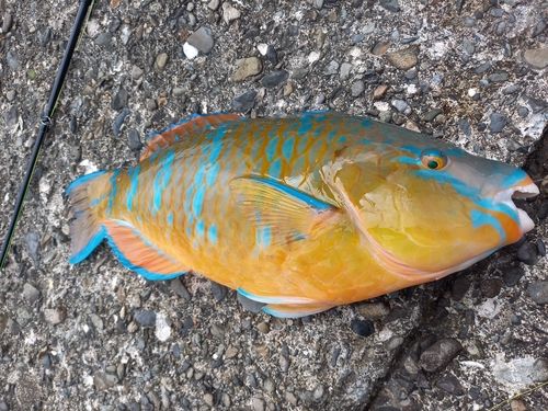 ヒブダイの釣果