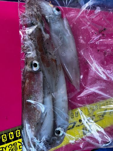 釜石湾