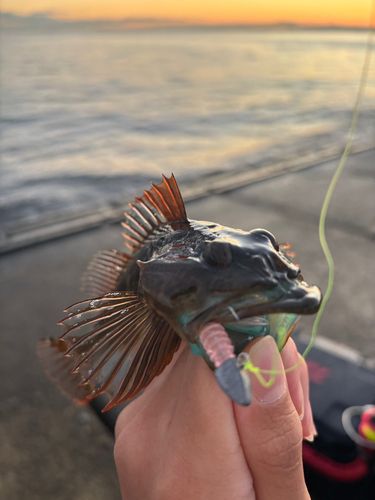 カサゴの釣果