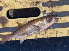 ムツの釣果