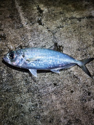 メアジの釣果
