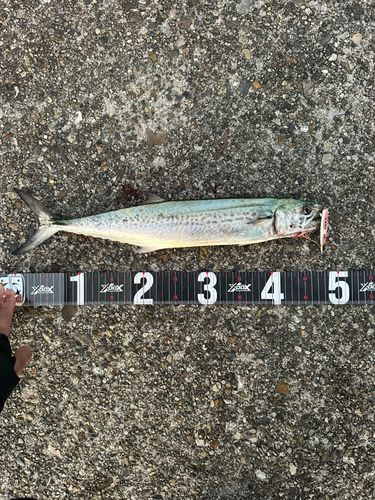 サゴシの釣果