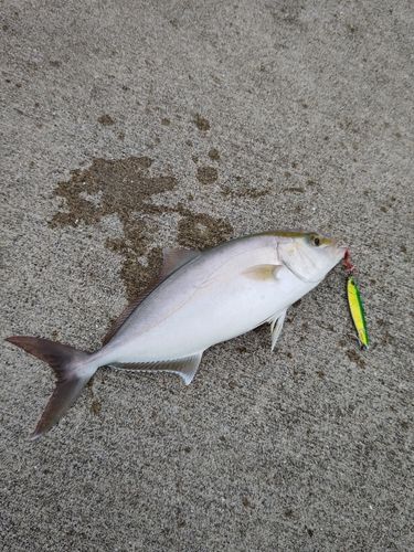 カンパチの釣果