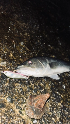 スズキの釣果