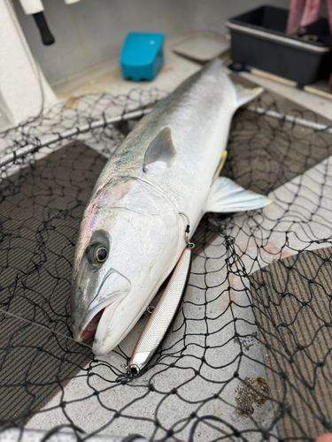 ヒラマサの釣果