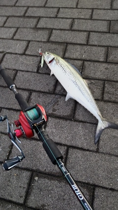 サゴシの釣果