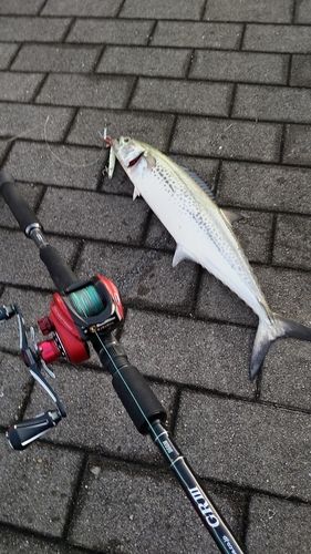 サゴシの釣果