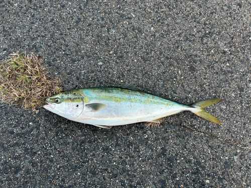 ハマチの釣果