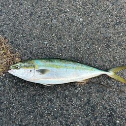 ハマチ