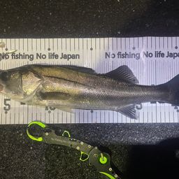 シーバス