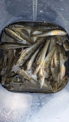 マハゼの釣果