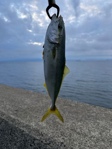 ツバスの釣果