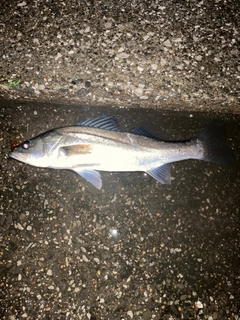 フッコ(マルスズキ)の釣果