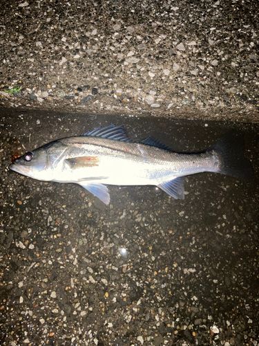 フッコ(マルスズキ)の釣果