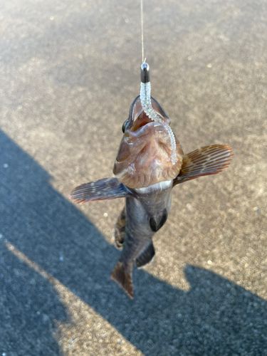 アイナメの釣果