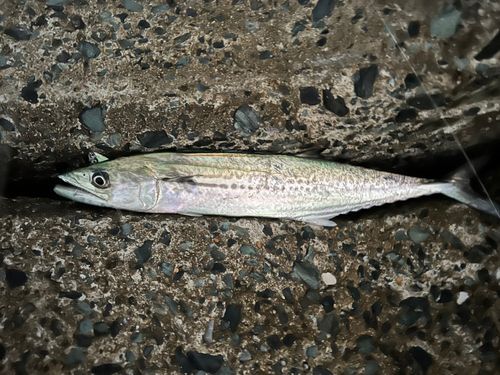 サゴシの釣果