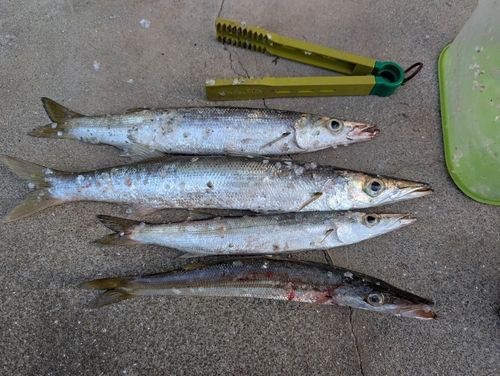 アカカマスの釣果