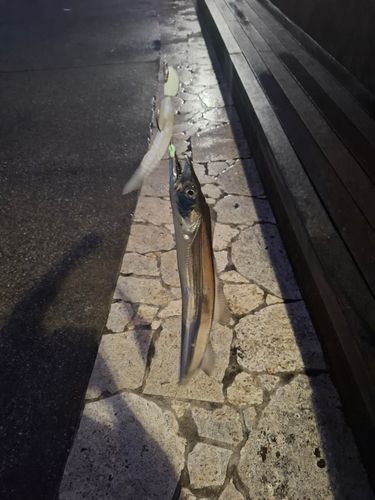 タチウオの釣果