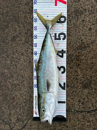 ワラサの釣果
