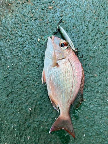 チャリコの釣果