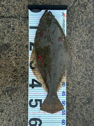 ヒラメの釣果