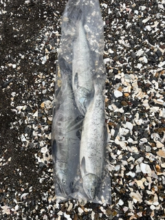 アキアジの釣果