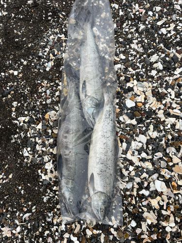 アキアジの釣果