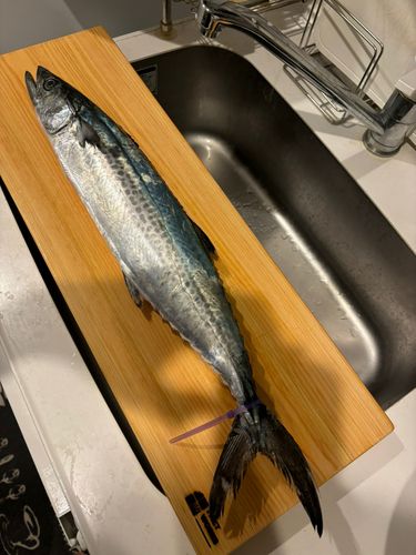 サゴシの釣果