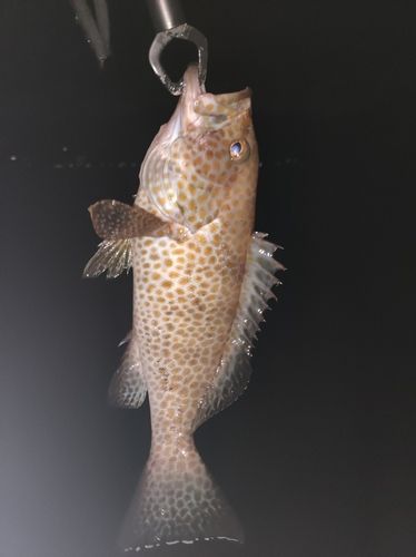 オオモンハタの釣果