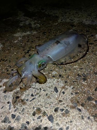 恵曇港