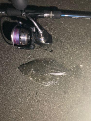茅ヶ崎海岸