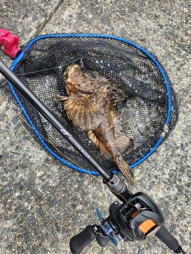 オニオコゼの釣果