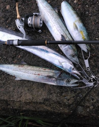サゴシの釣果