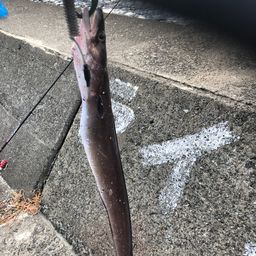 アナゴ