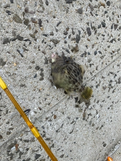 カワハギの釣果