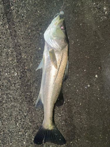豊洲ぐるり公園
