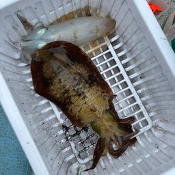 アオリイカ