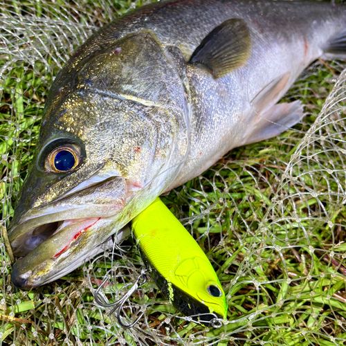 スズキの釣果