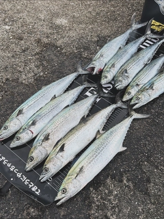 サゴシの釣果