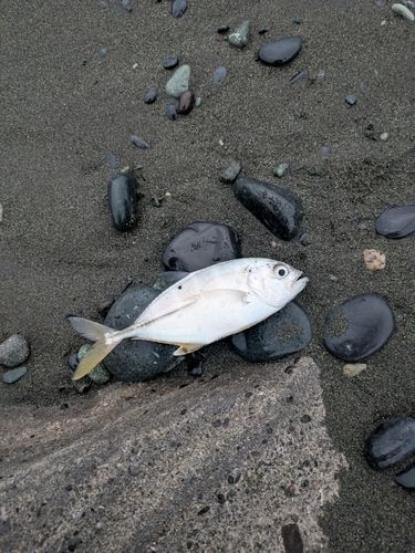 ヒラアジの釣果