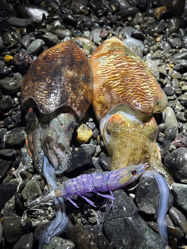 コウイカの釣果