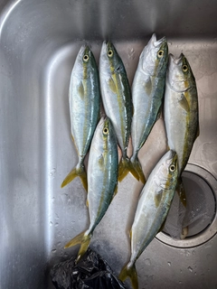 ツバイソの釣果