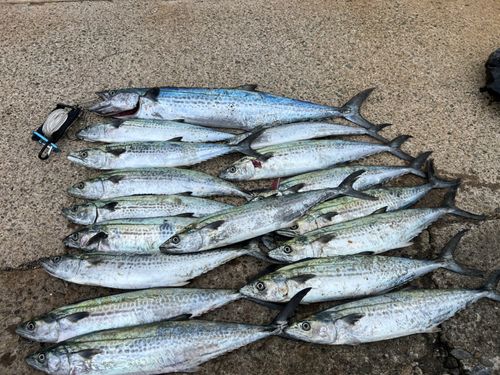 サワラの釣果