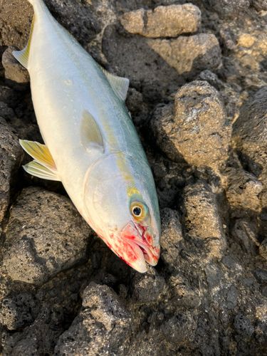 フクラギの釣果