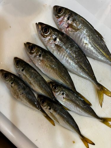 アジの釣果